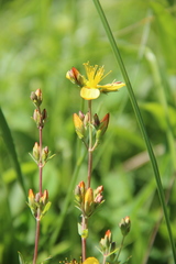 Hypericum linarioides linarioides