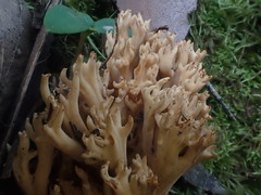 Ramaria pyrispora