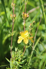 Hypericum linarioides linarioides