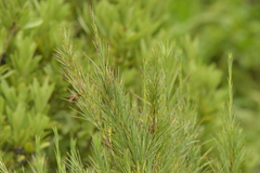 Dracophyllum arboreum