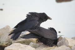 Corvus corone