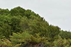 Dracophyllum arboreum