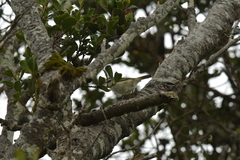 Gerygone albofrontata