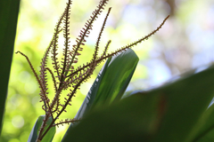 Cordyline petiolaris