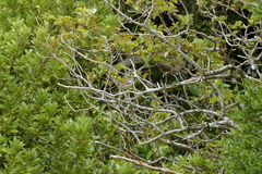 Gerygone albofrontata