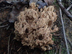 Ramaria pyrispora