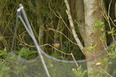 Rhipidura fuliginosa penita