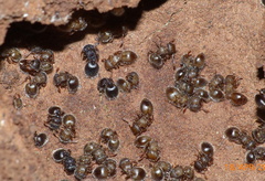 Meranoplus peringueyi