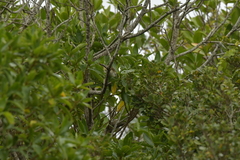 Gerygone albofrontata