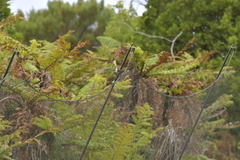 Rhipidura fuliginosa penita