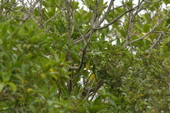 Gerygone albofrontata