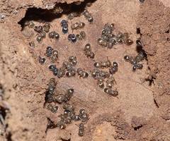 Meranoplus peringueyi