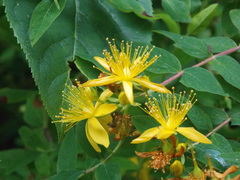 Hypericum xylosteifolium