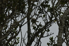 Gerygone albofrontata