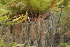 Rhipidura fuliginosa penita