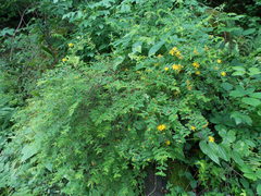 Hypericum xylosteifolium