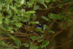 Rhipidura fuliginosa penita