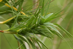 Dracophyllum arboreum