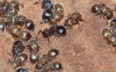 Meranoplus peringueyi