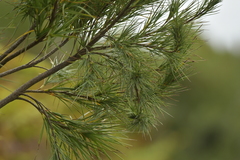 Dracophyllum arboreum