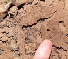 Meranoplus peringueyi