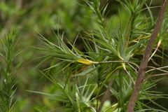 Dracophyllum arboreum