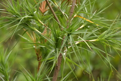 Dracophyllum arboreum