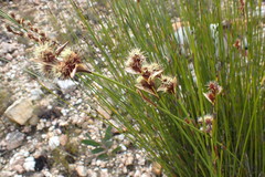 Hypodiscus aristatus