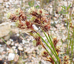 Hypodiscus aristatus