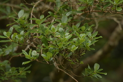 Coprosma chathamica