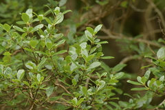 Coprosma chathamica