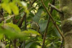 Gerygone albofrontata