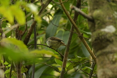 Gerygone albofrontata