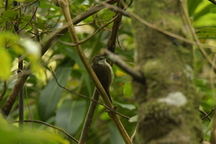 Gerygone albofrontata