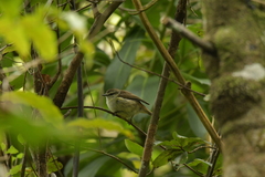 Gerygone albofrontata