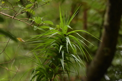 Dracophyllum arboreum
