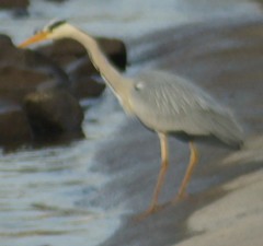 Ardea cinerea