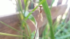 Lestes ochraceus