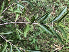 Elaeodendron australe