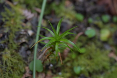 Dracophyllum arboreum