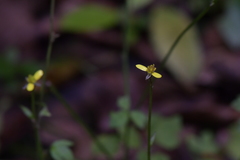 Ranunculus reflexus