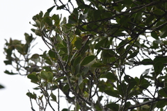 Gerygone albofrontata