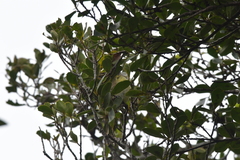 Gerygone albofrontata