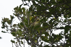 Gerygone albofrontata