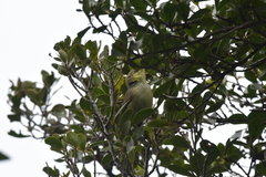 Gerygone albofrontata