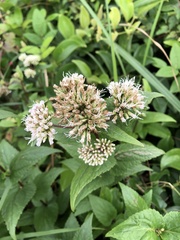 Eupatorium kiirunense