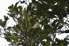 Gerygone albofrontata