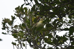 Gerygone albofrontata