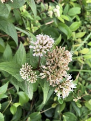 Eupatorium kiirunense
