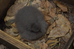 Pterodroma axillaris